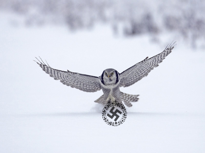 800x600, 222 Kb / сова, свастика