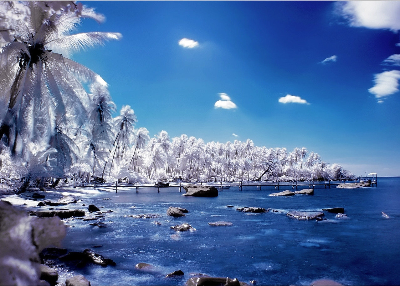 1278x915, 290 Kb / пальмы, море, облака