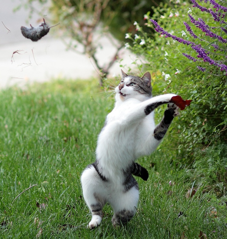 768x806, 279 Kb / кот, мышь