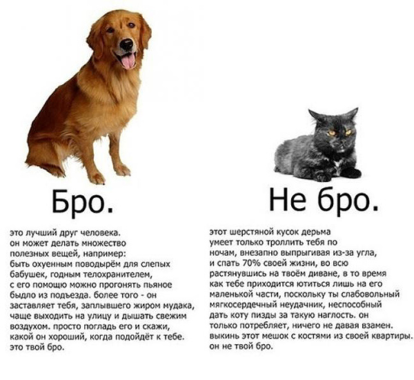 600x551, 97 Kb / кот, пес