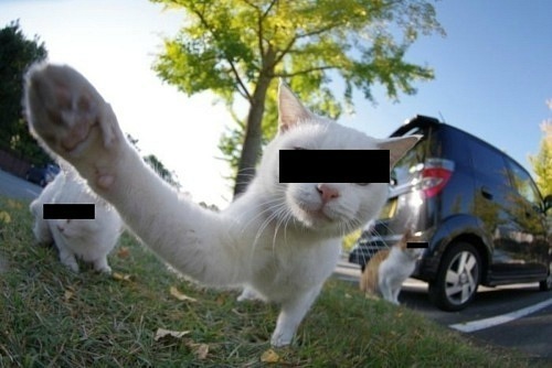 500x334, 49 Kb / котэ, цензура, розыск