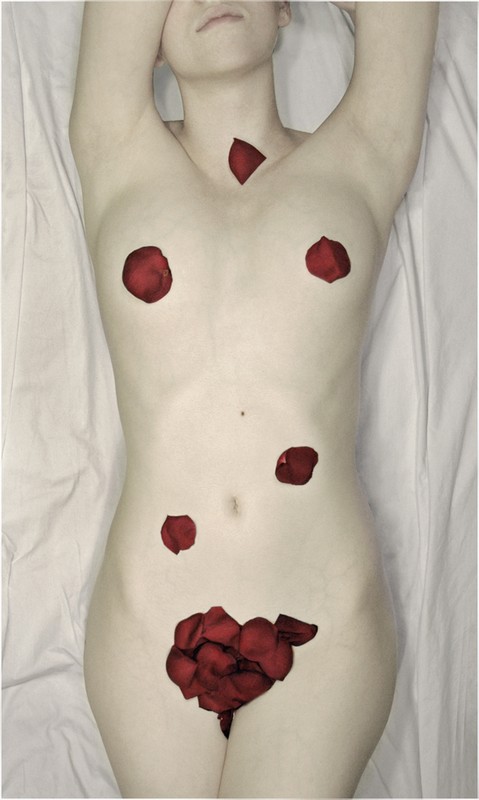 479x800, 70 Kb / лепестки, роза