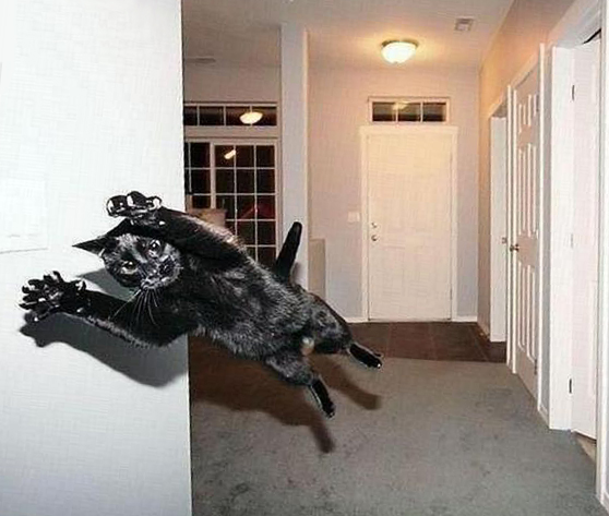 558x473, 147 Kb / суперкот, полет