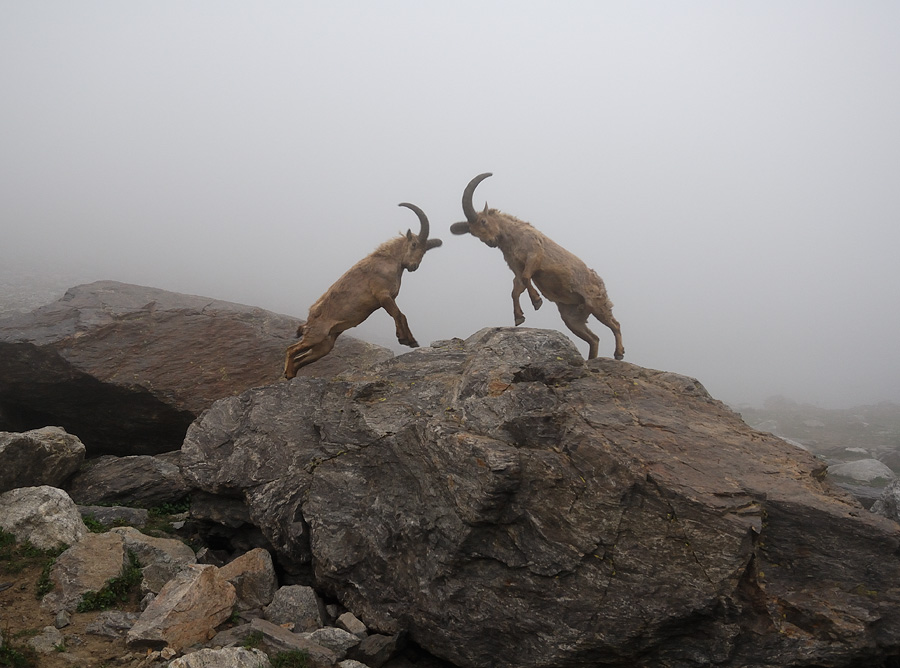 900x668, 197 Kb / бараны, скалы