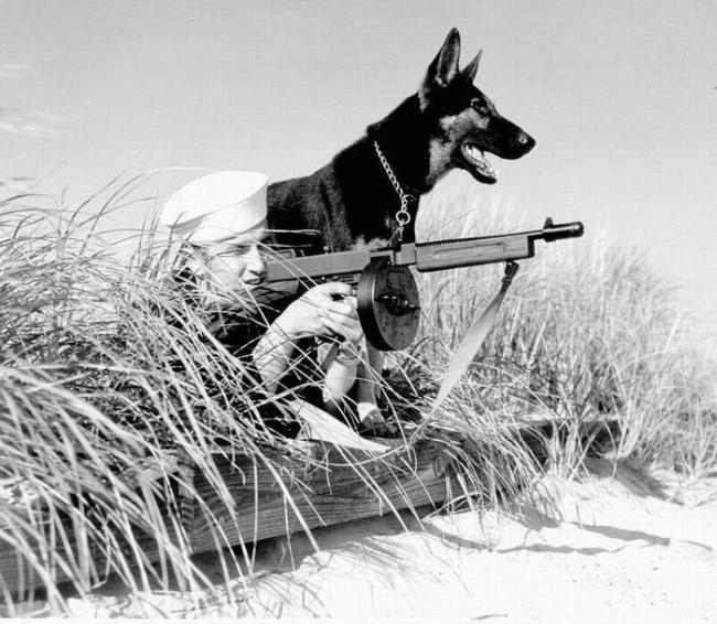 650x566, 63 Kb / собака, солдат, служба, автомат, ч/б