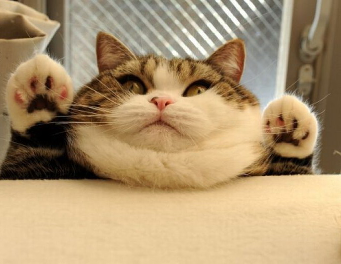 679x525, 88 Kb / кот, стол