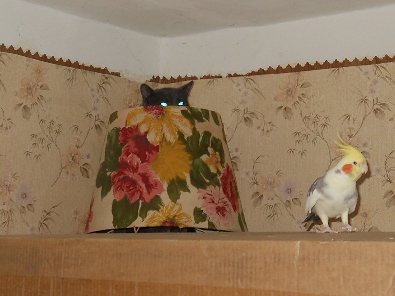 800x600, 94 Kb / кот, попугай