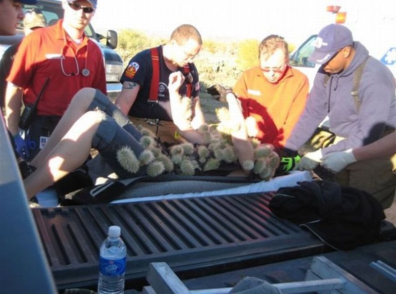 800x594, 69 Kb / кактусы, колючки,