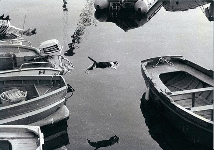 700x493, 66 Kb / кот, вода, лодка