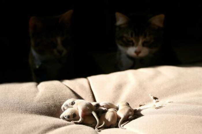 700x464, 34 Kb / кот внезапно, мыши