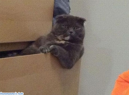 550x406, 55 Kb / кот