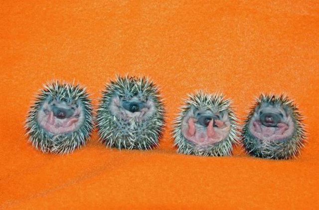 640x421, 59 Kb / ёж, колюч и могуч