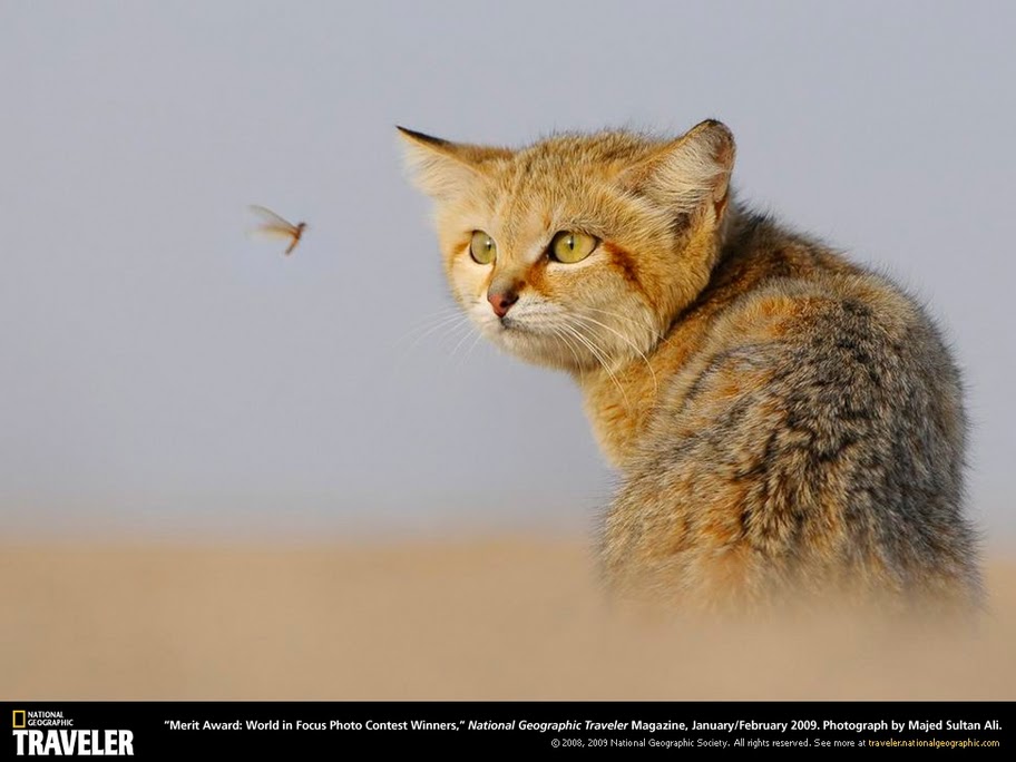 912x684, 85 Kb / кот, насекомое, traveler, national geographic