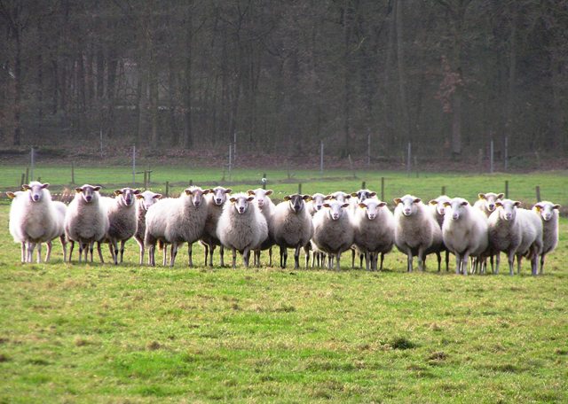 640x456, 75 Kb / бараны