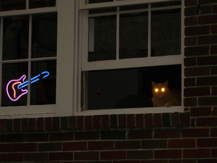 700x525, 50 Kb / кот глаза ночью