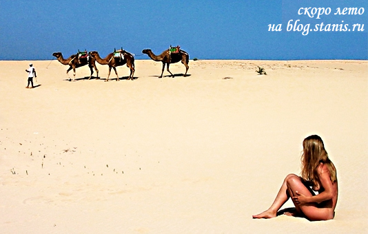534x340, 120 Kb / песок, девушка, караван, верблюды