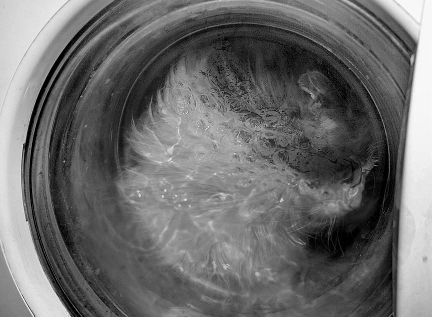 864x634, 293 Kb / котэ