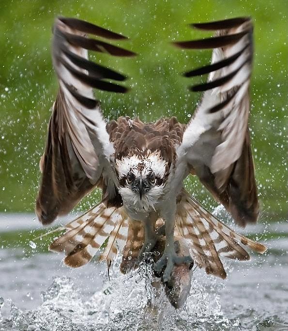 595x683, 92 Kb / добыча, река