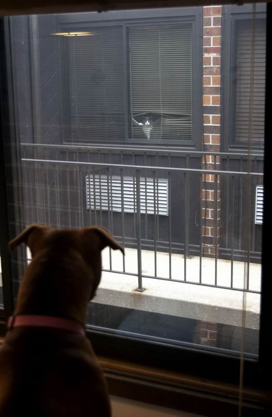 872x1339, 267 Kb / пес, кот, жалюзи