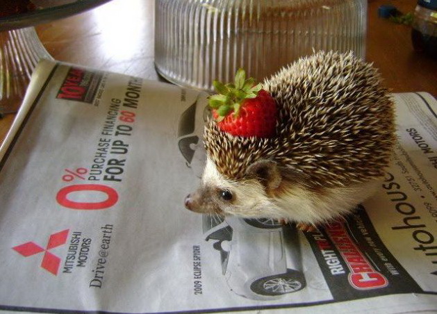 629x452, 110 Kb / еж, газета, клубника