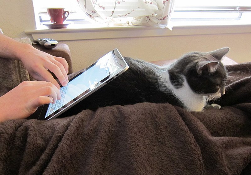 800x558, 89 Kb / котэ, айпад