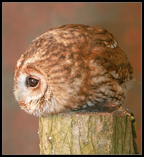 500x545, 99 Kb / сова