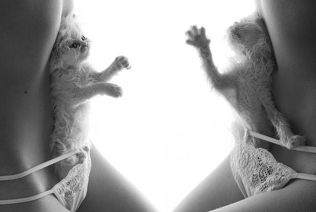 647x435, 28 Kb / трусы, котята