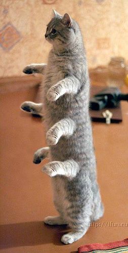 253x500, 23 Kb / многоножка, кот