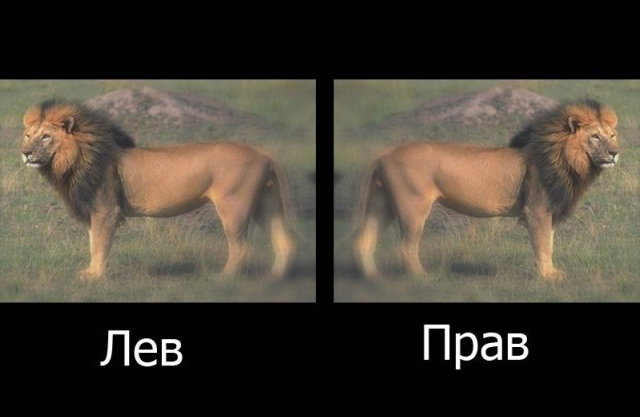 640x417, 73 Kb / лев, прав, картинка