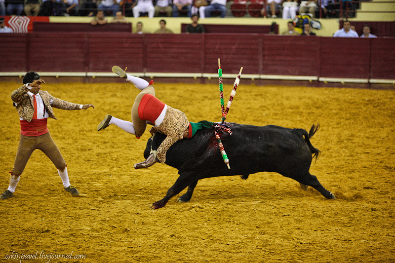 800x533, 255 Kb / бык, кровь, тореро, испания, пики
