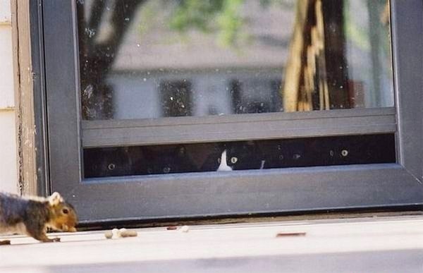 600x387, 42 Kb / коты, кошки, белка, окно, засада