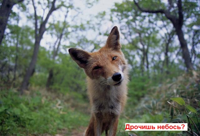 640x434, 42 Kb / лис, мастурбация