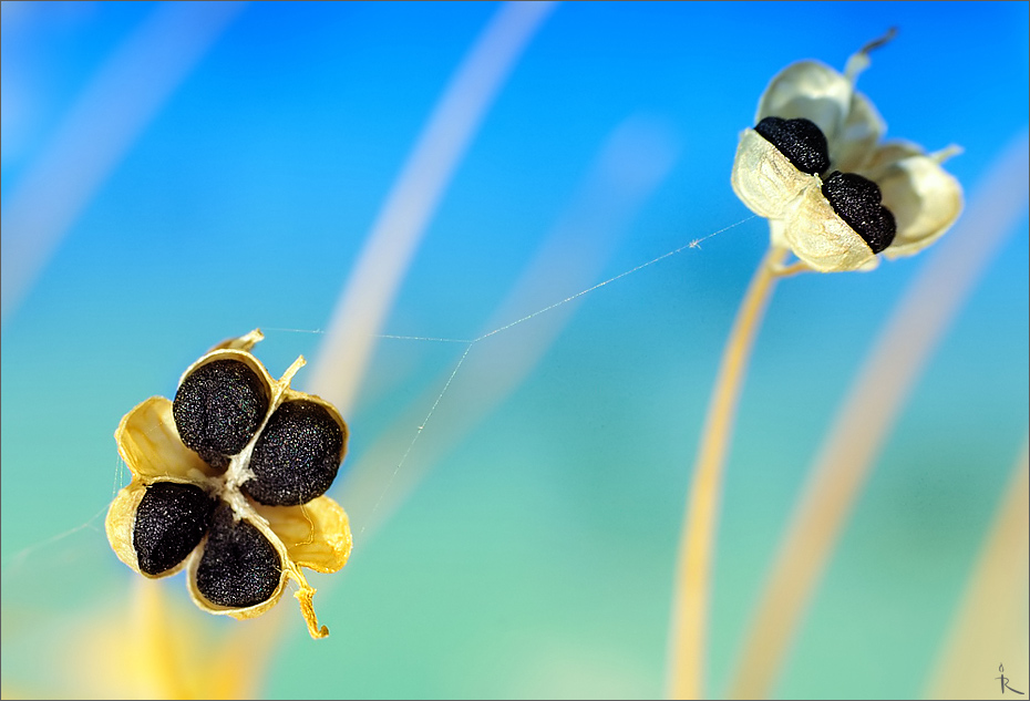 930x633, 188 Kb / семена, растение