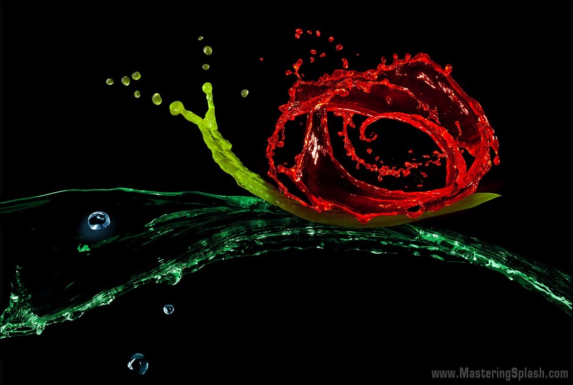 1155x775, 148 Kb / роза, вода, улитка