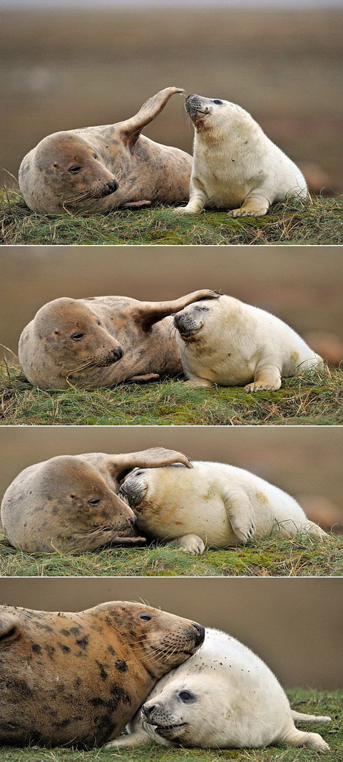481x1068, 239 Kb / тюлень, тюлени, любовь
