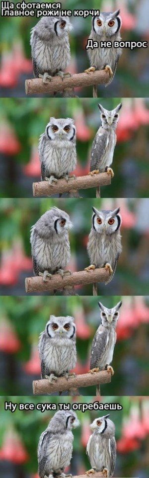 300x962, 60 Kb / совы, фото, рожи
