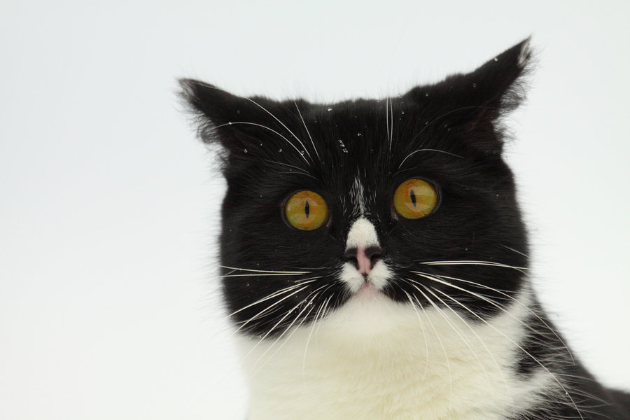 900x600, 57 Kb / кот, сова