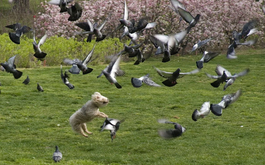 900x561, 264 Kb / пес, птицы, трава