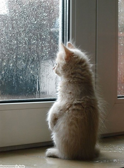 505x685, 101 Kb / котенок, окно, дождь