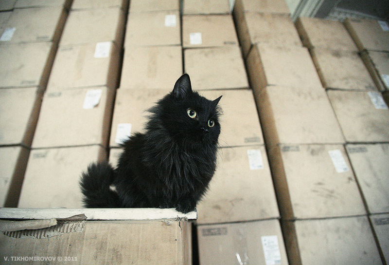 800x544, 180 Kb / котёнок, комок, чёрный, коробки