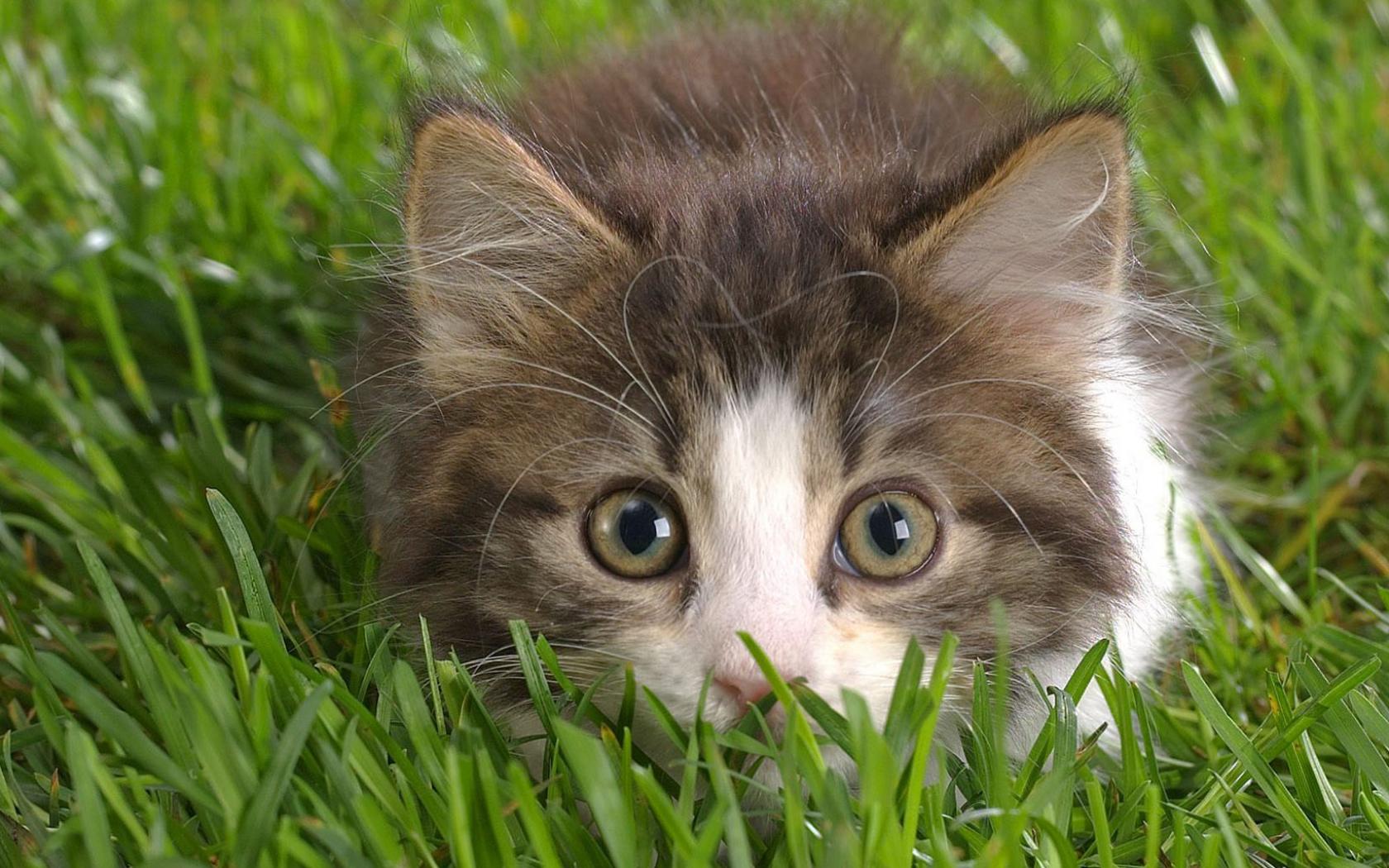 1680x1050, 245 Kb / котёнок, трава