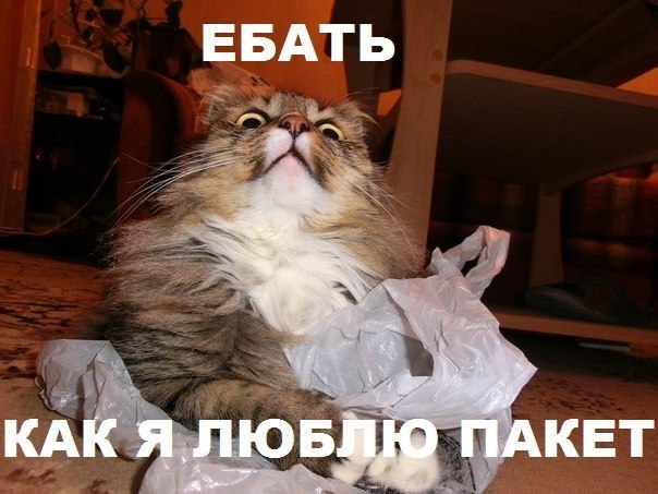 604x453, 64 Kb / кот, пакет