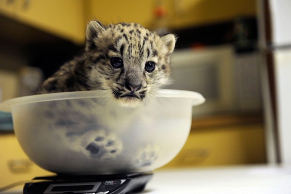 601x400, 39 Kb / котенок, леопард, тарелка