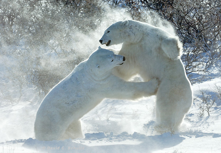 728x505, 170 Kb / медведи, белый, драка, снег, полярный