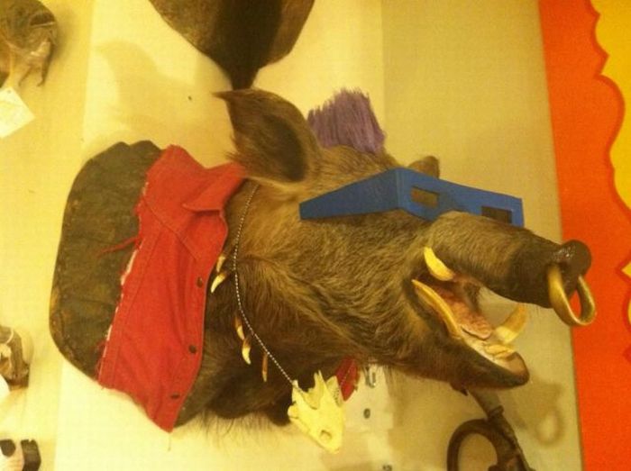 700x523, 47 Kb / Бибоп, кабан, очки