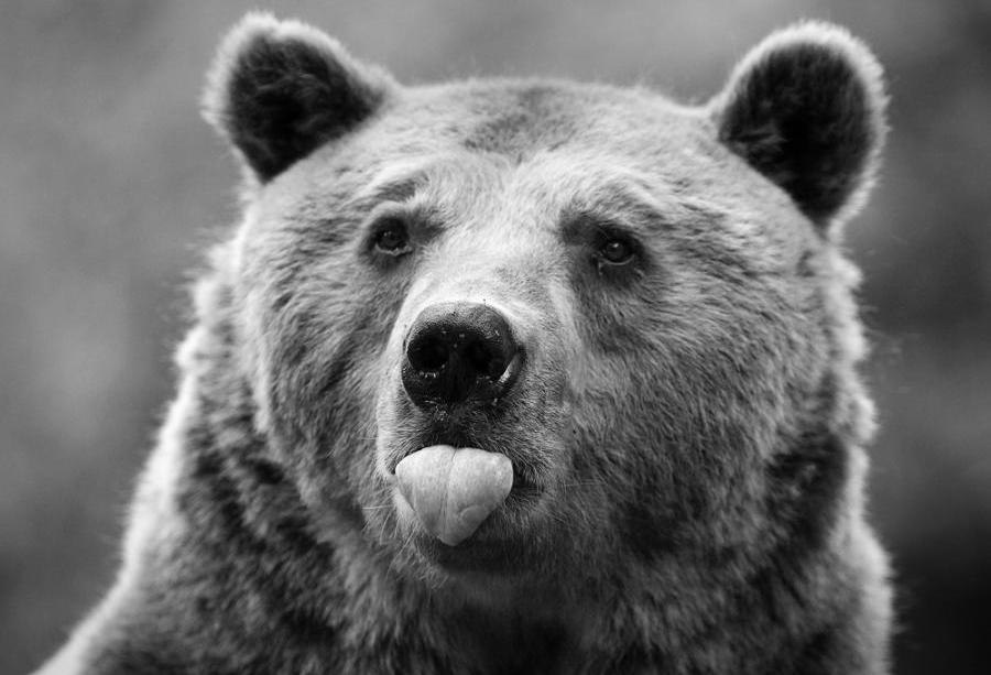 900x613, 69 Kb / медведь, язык, ч/б