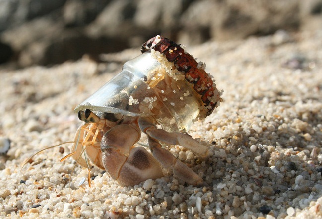 649x441, 110 Kb / краб, горлышко, пробка, песок, рак