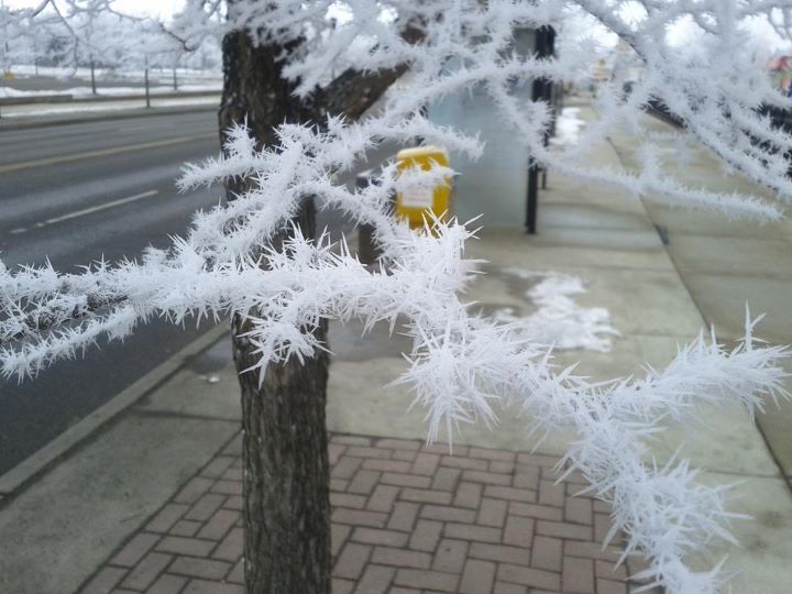 720x540, 62 Kb / иней, ветви, ветки, остановка