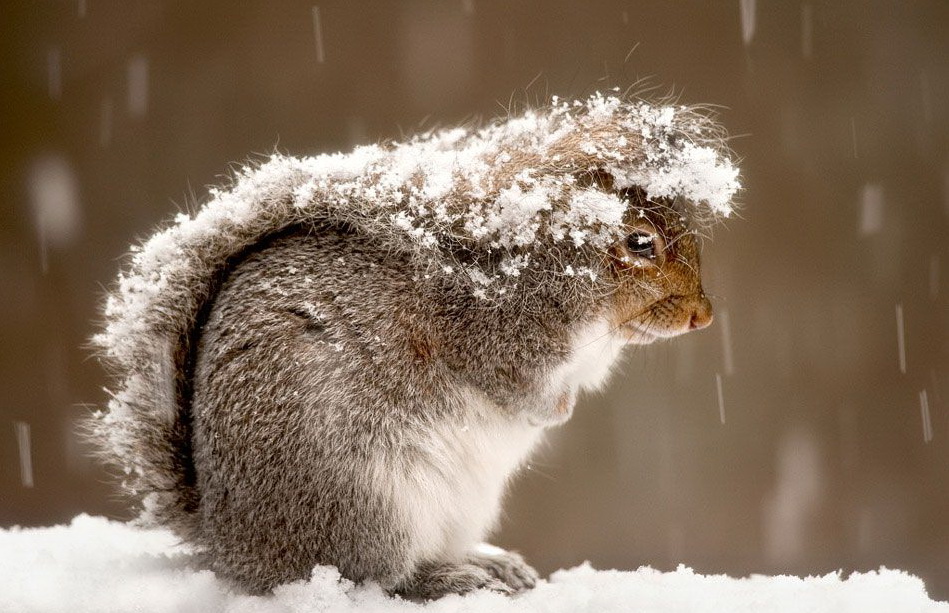 949x613, 210 Kb / белка, снег, хвост