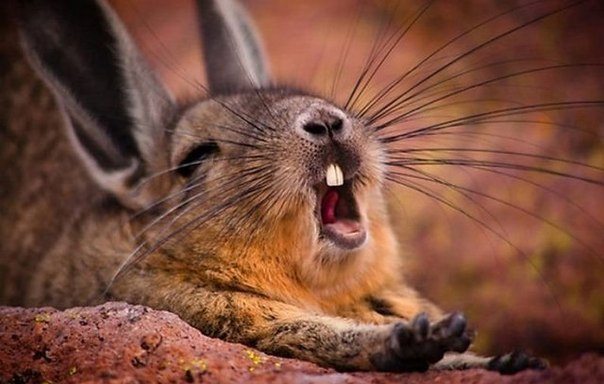 604x384, 143 Kb / зверек, потягушки